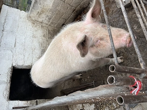Vând porc !