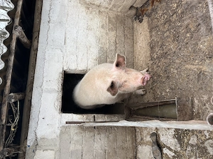 Vând porc ! - imagine 3