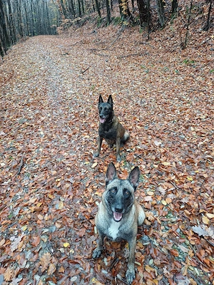 Ciobanesc Belgian Malinois  - imagine 5