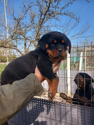 Vand catei Rottweiler  din parinti cu pedigree