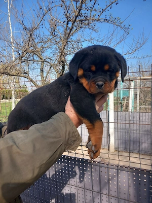 Vand catei Rottweiler  din parinti cu pedigree - imagine 2