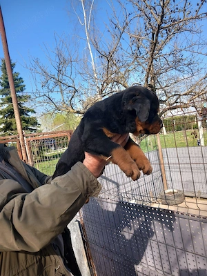 Vand catei Rottweiler  din parinti cu pedigree - imagine 3