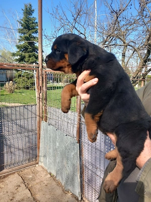 Vand catei Rottweiler  din parinti cu pedigree - imagine 4