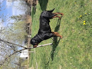 Vand catei Rottweiler  din parinti cu pedigree - imagine 5