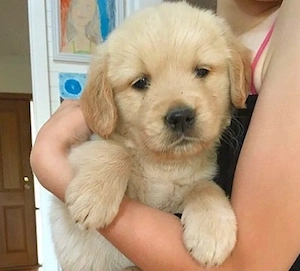 Labrador Golden 