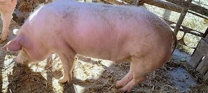 Porc 110 Kg de țară 