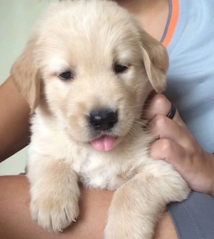 Labrador Golden  - imagine 3