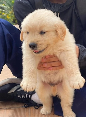 Labrador Golden  - imagine 2