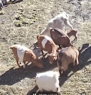 Vand 2 capre alpine cu iezi si 4 metișuri cu iezi