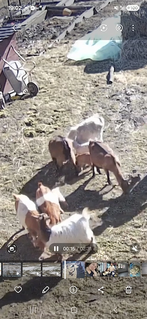 Vand 2 capre alpine cu iezi si 4 metișuri cu iezi - imagine 2