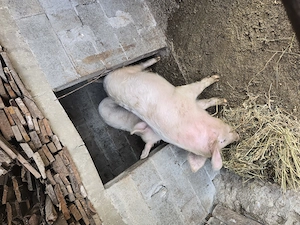 Porci crescuți în gospodărie 