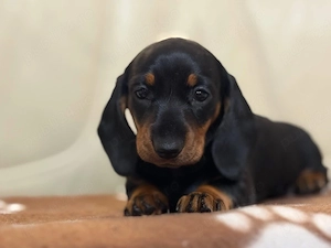 Tekkel Chioko si harlekin 