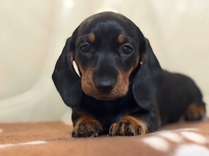 Tekkel Chioko si harlekin  - imagine 3