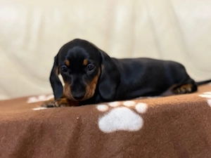 Teckel negru  cu pete de foc  - imagine 2