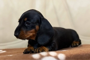 Tekkel Chioko si harlekin  - imagine 2