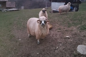 Schim berbec  - imagine 3