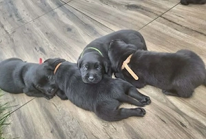 Labrador Retriever frumosi