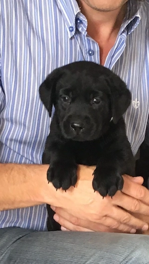 Labrador Retriever frumosi