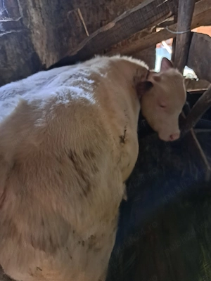 vitel vitica de taiat.tinut - imagine 2