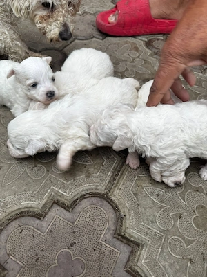 de vînzare - imagine 3