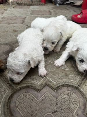 de vînzare - imagine 2