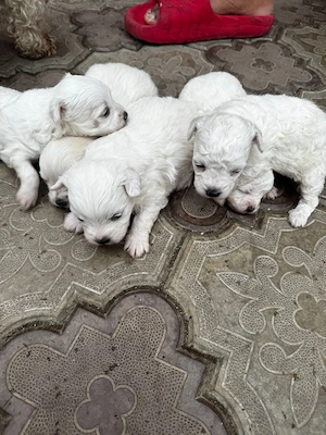 de vînzare - imagine 4