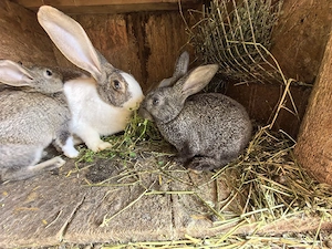 Iepurași de vanzare  - imagine 2