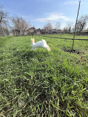 Iepurași de vanzare  - imagine 3