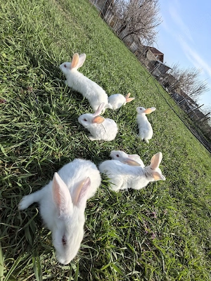 Iepurași de vanzare  - imagine 5