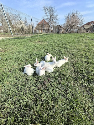 Iepurași de vanzare  - imagine 4