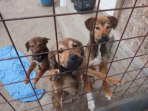 3 pui catel, masculi