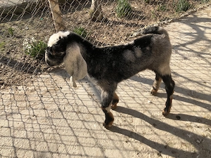 Capra Anglonubiana buna de lapte