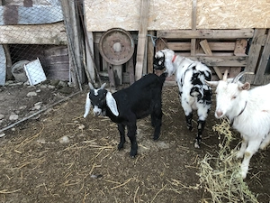 Capra Anglonubiana buna de lapte - imagine 2