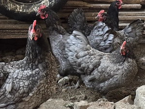 Australorp găini albastre - imagine 3