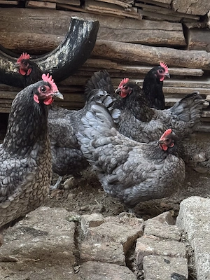 Australorp găini albastre - imagine 2