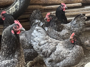 Australorp găini albastre
