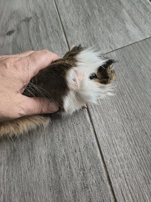 Pereche porcusori de Guineea  - imagine 3