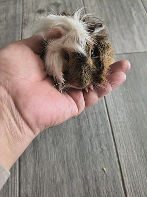 Pereche porcusori de Guineea 