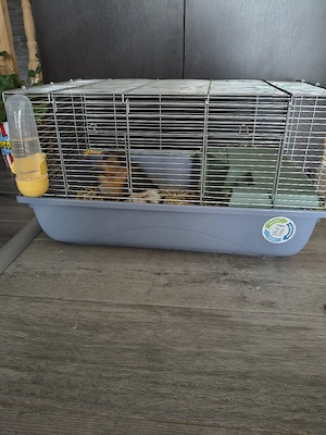 Pereche porcusori de Guineea  - imagine 4