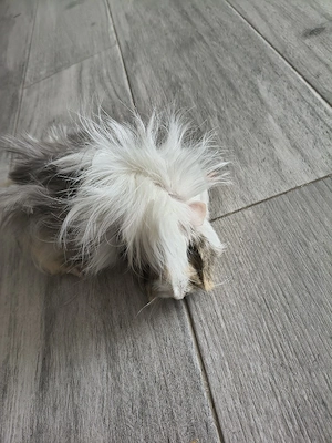 Pereche porcusori de Guineea  - imagine 5