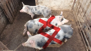 Patru  fete  harnice își caută stăpân nou!   