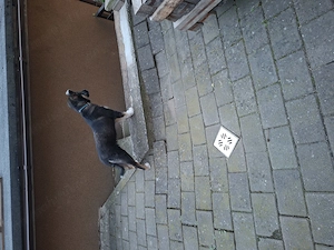 Donez catel 13 saptamani - imagine 2