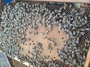 Vând miere, familii de albine, polen