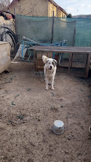 Vand catelusa  - imagine 4