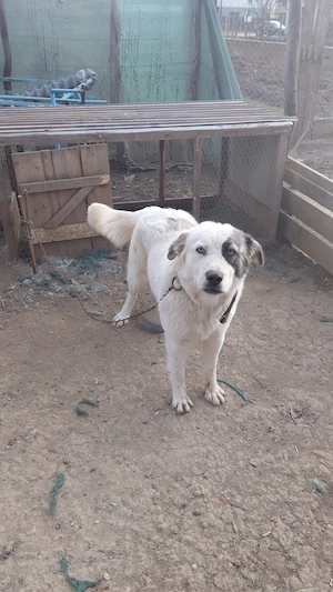 Vand catelusa  - imagine 2