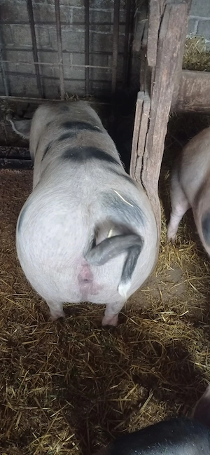 Vând purcea 120 kg - imagine 2