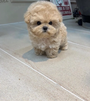 Maltipoo Toy