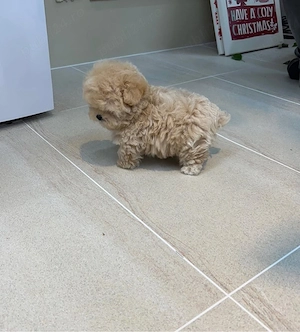 Maltipoo Toy