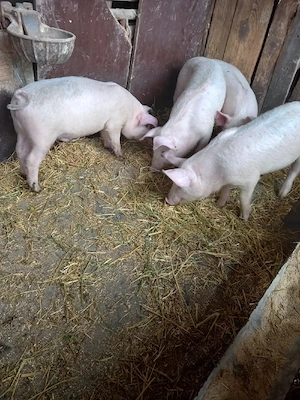 Vand 2 perechi grasuni   - imagine 3