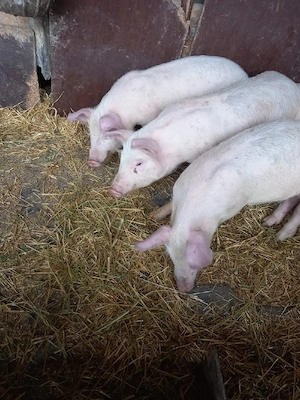 Vand 2 perechi grasuni   - imagine 2